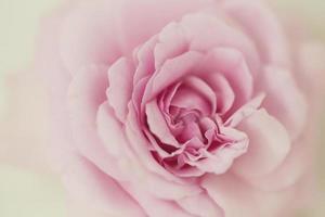 Pink rose softness background. photo