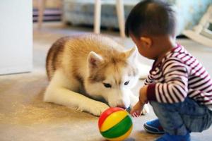 Asian boy playing with Siberian Husky at home. Kid with dog. photo