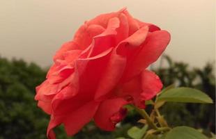 Pink roses covered in winter frost, rose flower. photo