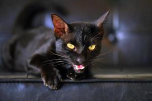 Young black cat lying and calling on leather sofa photo