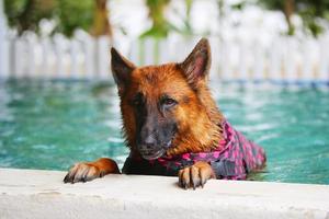 German Shepherd dog swimming. Guard dog. photo