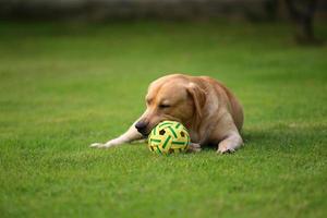 Labrador retriever with ball in grass field. Dog in the park. photo