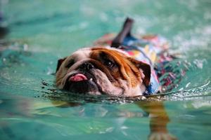 English Bulldog, Dog wear life jacket in swimming pool photo