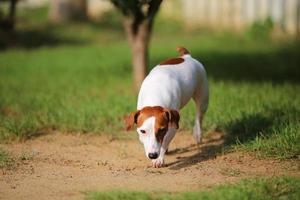 jack russell terrier en campo de hierba. perro en el parque. foto