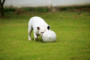 English bulldog playing football in the park. Dog dribbling in grass field. photo