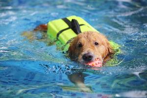 Labrador retriever hold toy in mouth and swim in swimming pool. Dog swimming. photo