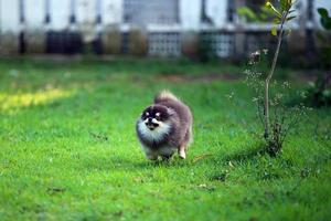 Portrait of cute Pomeranian in the park. Fluffy dog running. photo