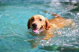 labrador retriever nadar en la piscina. perro sonriendo, perro nadando. foto