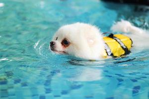 Pomeranian wear life jacket and swim in swimming pool. Fluffy dog swimming. photo