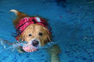 Labrador retriever hold toy in mouth and swim in swimming pool. Dog swimming. photo