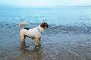 Mixed breed dog playing sea wave at the beach photo