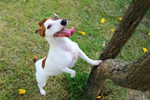 Dog try to climb tree in the park. Jack Russell Terrier unleashed in backyard. Dog smile. photo