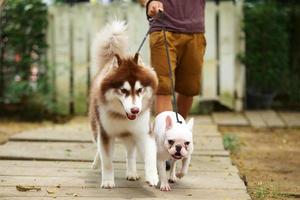 perros caminando con correa con el dueño en el parque. husky siberiano y bulldog francés con paseador de perros foto