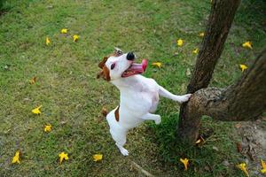 Dog try to climb tree in the park. Jack Russell Terrier unleashed in backyard. Dog smile. photo