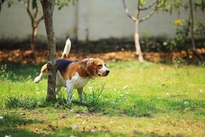 perro orinando en el parque. beagle orinando en la base del árbol. foto