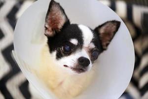 Chihuahua wear elizabeth collar after injured eyes. Sick dog wear cone collar. photo