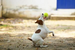 jack russel terrier sostiene una pelota de tenis en la boca en el parque. perro jugando con pelota. foto