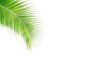 coconut leaf on white background photo