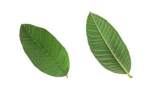 guava leaf isolate on white background photo