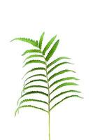 green leaves of fern isolated on white photo