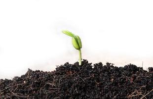 Green sprout growing from seed photo