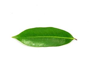 Green leaf isolated on white background photo