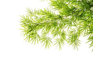 Green bamboo leaves on a white background photo