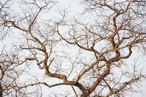 árbol muerto y seco foto