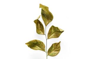 Dry leaves on white background photo