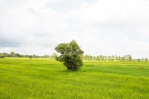 paddy rice in field photo