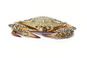 Crab with white background photo