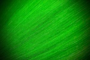 fresh green leaf as background photo