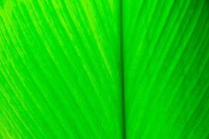 Texture of a green leaf as background photo