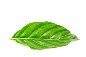 morinda citrifolia leaf on white background photo