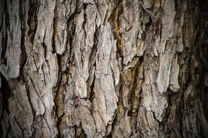 Old rough tree bark background texture organic patterns photo