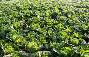 Fresh cabbage field photo