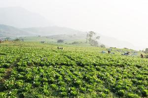 chinese cabbage field in the country side photo