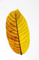 tree leaf fall in autumn on white background photo