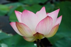 Pink lotus blossoms or water lily flowers blooming on pond photo