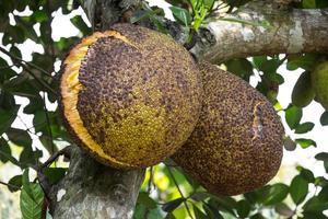 Jackfruit on tree photo