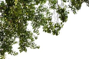 green leaves background on a white background photo