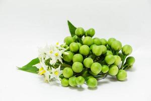 Fresh turkey berry on white background. photo