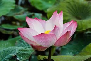 Pink lotus flot on the river gardent photo