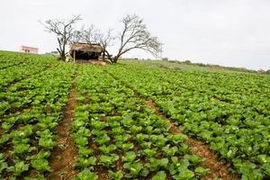 campo de repollo, campo de verduras en la montaña, petchabun, tailandia foto