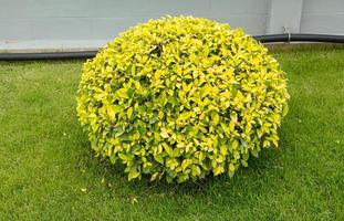 Ficus altissima Blume or council tree photo