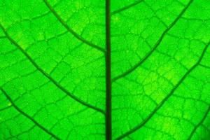 Green leaf texture. Macro photo