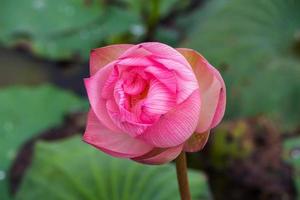 lirio de agua, loto en la naturaleza foto