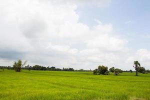 Green paddy field background photo