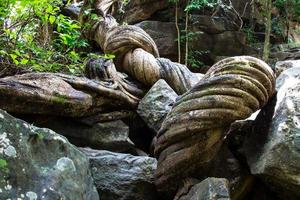 vid en el bosque de tailandia foto