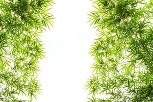 bamboo leaves on white background photo